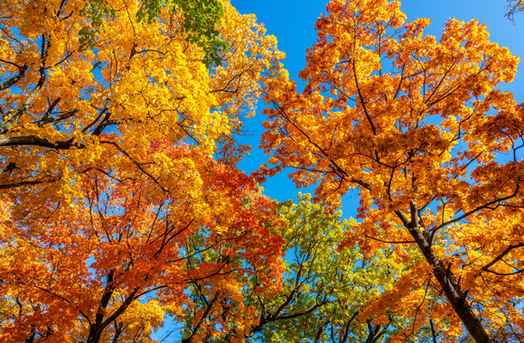 Fall