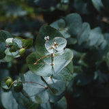 Eucalyptus & Spearmint Deluxe Room Spray | 4 oz