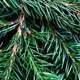 Fraser Fir Deluxe 4 oz Room Spray